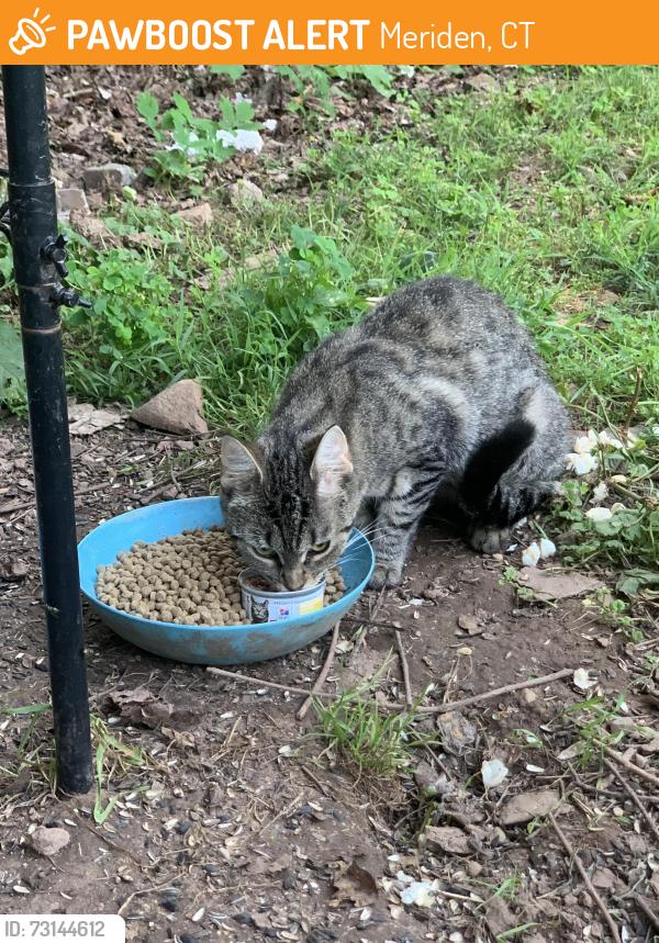 Found/Stray Unknown Cat last seen Near Orient st Meriden Ct 06450, Meriden, CT 06450