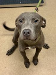Shelter Stray Male Dog last seen Near Martin Rd, Stone Mountain, GA 30038, 30088, GA, 3280 Chamblee Dunwoody Rd, Chamblee, GA 30341, USA