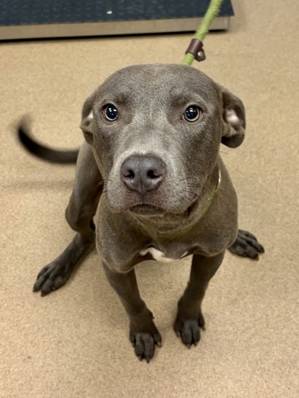Shelter Stray Male Dog last seen Near Martin Rd, Stone Mountain, GA 30038, 30088, GA, 3280 Chamblee Dunwoody Rd, Chamblee, GA 30341, USA