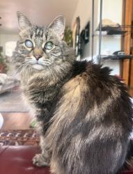 Lost Female Cat last seen 13th and elizabeth, Denver, CO 80206