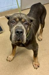 Shelter Stray Male Dog last seen Near Fairington Ridge Circle, 30038, GA, 3280 Chamblee Dunwoody Rd, Chamblee, GA 30341, USA