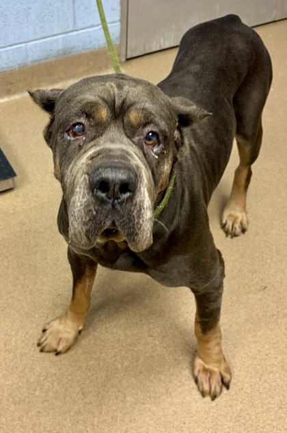 Shelter Stray Male Dog last seen Near Fairington Ridge Circle, 30038, GA, 3280 Chamblee Dunwoody Rd, Chamblee, GA 30341, USA