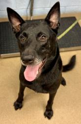 Shelter Stray Male Dog last seen Near S Hairston Road, 30088, GA, 3280 Chamblee Dunwoody Rd, Chamblee, GA 30341, USA