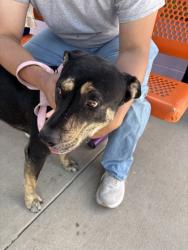 Shelter Stray Male Dog last seen Ganado Arizona, Outside City/County, AZ, 5001 Fred Wilson Ave, El Paso, TX 79906, USA