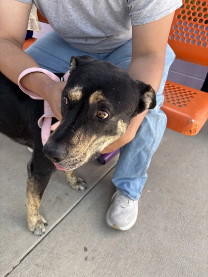 Shelter Stray Male Dog last seen Ganado Arizona, Outside City/County, AZ, 5001 Fred Wilson Ave, El Paso, TX 79906, USA