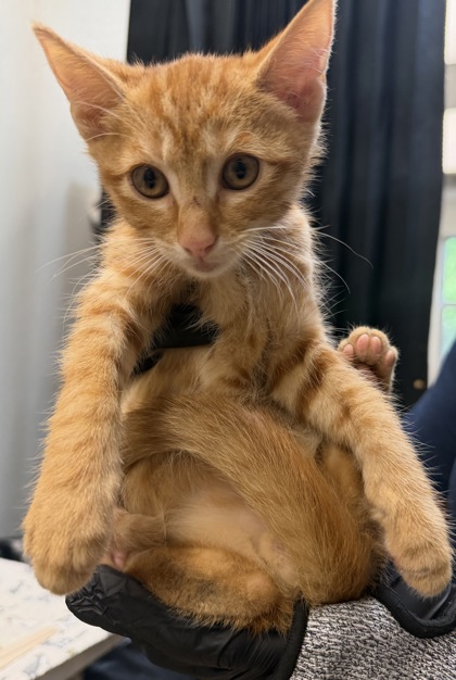 Shelter Stray Male Cat last seen Near Meadowood lane, 30341, GA, 3280 Chamblee Dunwoody Rd, Chamblee, GA 30341, USA