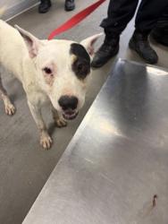 Shelter Stray Male Dog last seen W Lincoln Ave & S Henderson Ave, Fresno Zone Fresno CO 2 93706, CA, 1510 W Dan Ronquillo Dr, Fresno, CA 93706, USA