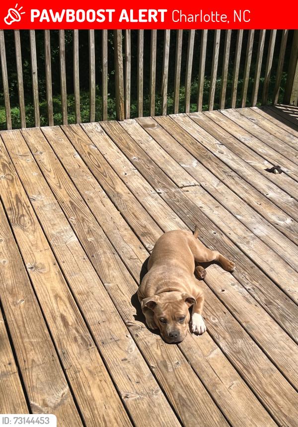 Lost Female Dog last seen Hickory drive 28227, Charlotte, NC 28215