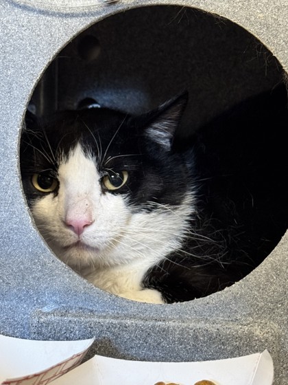 Shelter Stray Unknown Cat last seen Hastings and Lafayette Drive, Roseville City, CA, 200 Tahoe Ave, Roseville, CA 95678, USA