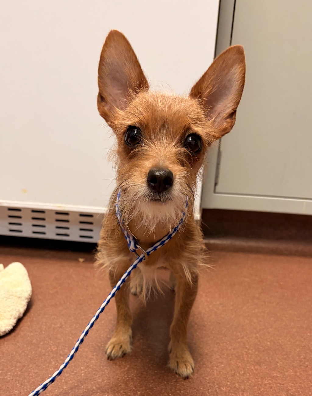 Shelter Stray Female Dog last seen Near E 14th Street, SAN LEANDRO, CA, 94577, 8323 Baldwin St, Oakland, CA 94621, USA