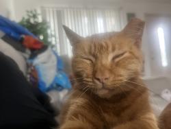 Reunited Female Cat last seen Sycamore grounds coffee, Pasadena, TX 77503