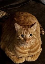 Lost Male Cat last seen Vlane apmts, Las Vegas, NV 89121