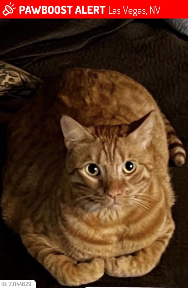 Lost Male Cat last seen Vlane apmts, Las Vegas, NV 89121