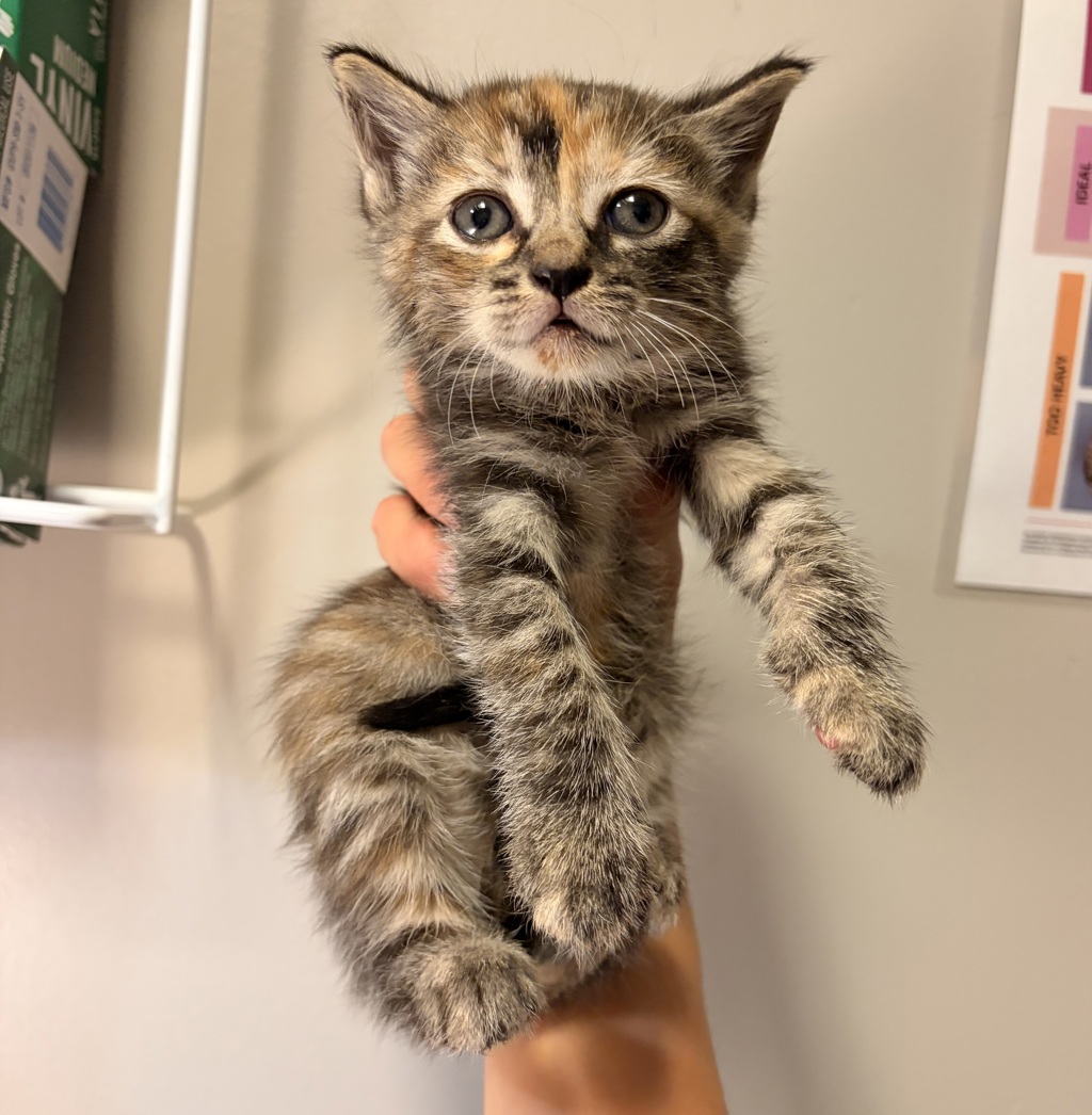 Shelter Stray Female Cat last seen Near 42nd Street, OAKLAND, CA, 94609, 8323 Baldwin St, Oakland, CA 94621, USA