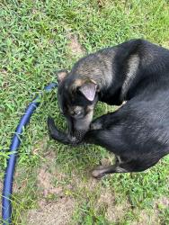 Found/Stray Female Dog last seen Near e and steward ests, Conroe, TX 77306