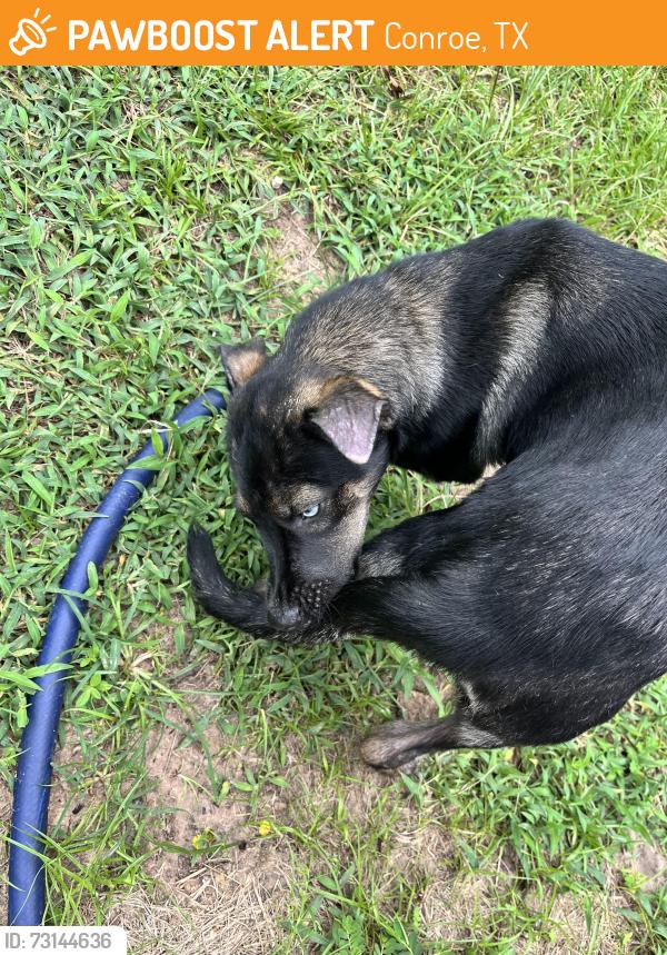 Found/Stray Female Dog last seen Near e and steward ests, Conroe, TX 77306
