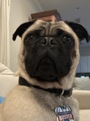 Reunited Male Dog last seen Lina St, Dallas, TX 75287, USA, Dallas, TX 75287