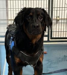Shelter Stray Male Dog last seen Imperial Avenue, San Diego, CA, 92114, 5500 Gaines St, San Diego, CA 92110, USA