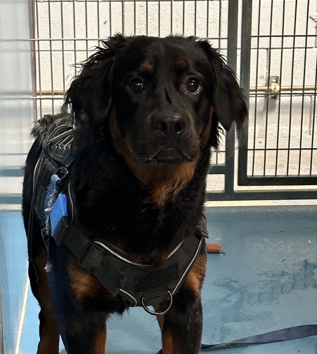 Shelter Stray Male Dog last seen Imperial Avenue, San Diego, CA, 92114, 5500 Gaines St, San Diego, CA 92110, USA
