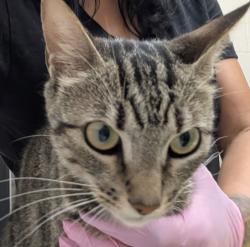 Shelter Stray Female Cat last seen Near Shadow Hill Road, Santee, CA, 92071, El Cajon, CA 92020, USA