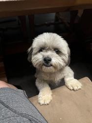 Found/Stray Male Dog last seen Sara rd and 528, Rio Rancho, NM 87124