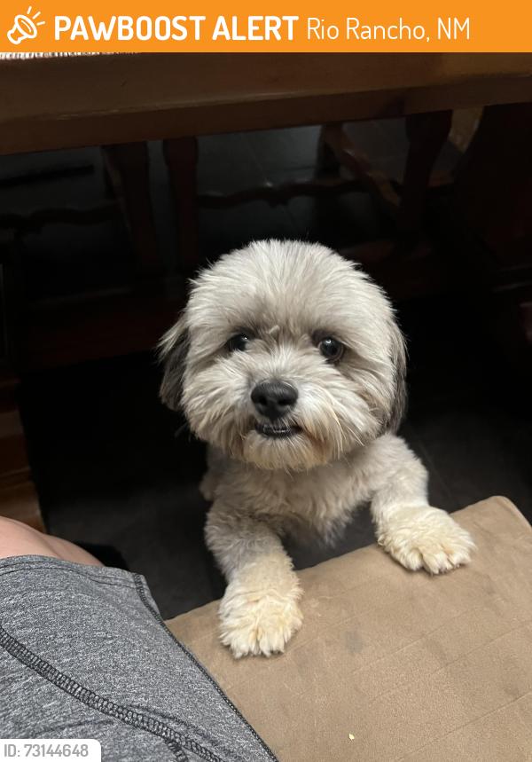 Found/Stray Male Dog last seen Sara rd and 528, Rio Rancho, NM 87124