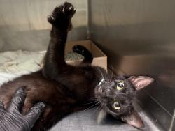 Shelter Stray Female Cat last seen Near Cropsey Avenue, BROOKLYN, NY, 11214, 326 E 110th St, New York, NY 10029, USA