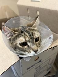 Shelter Stray Female Cat last seen Green Street, MEAD, WA, 99021, 6815 E Trent Ave, Spokane, WA 99212, USA