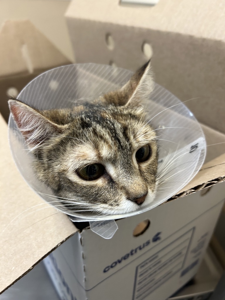 Shelter Stray Female Cat last seen Green Street, MEAD, WA, 99021, 6815 E Trent Ave, Spokane, WA 99212, USA