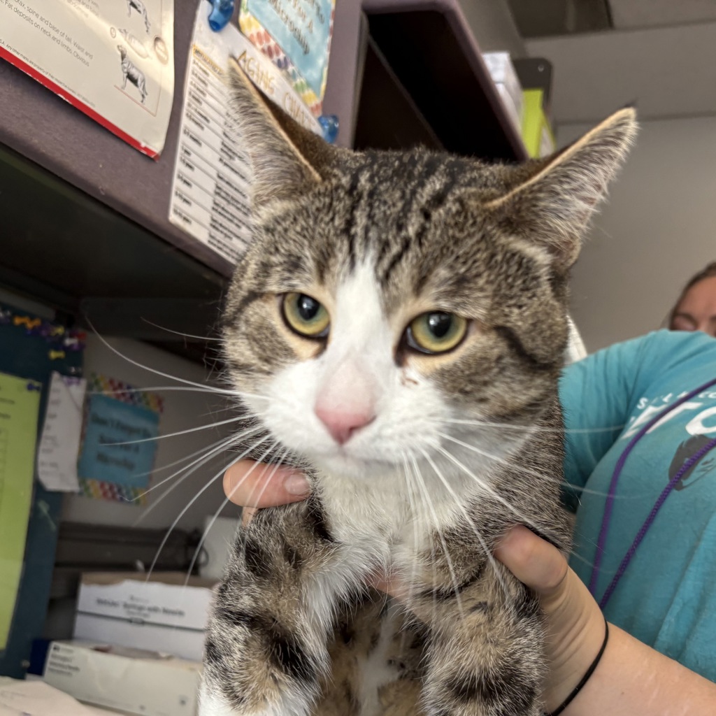 Shelter Stray Male Cat last seen Near E 100 S, SALT LAKE CITY, UT, 84111, 511 W 3900 S, Salt Lake City, UT 84123, USA