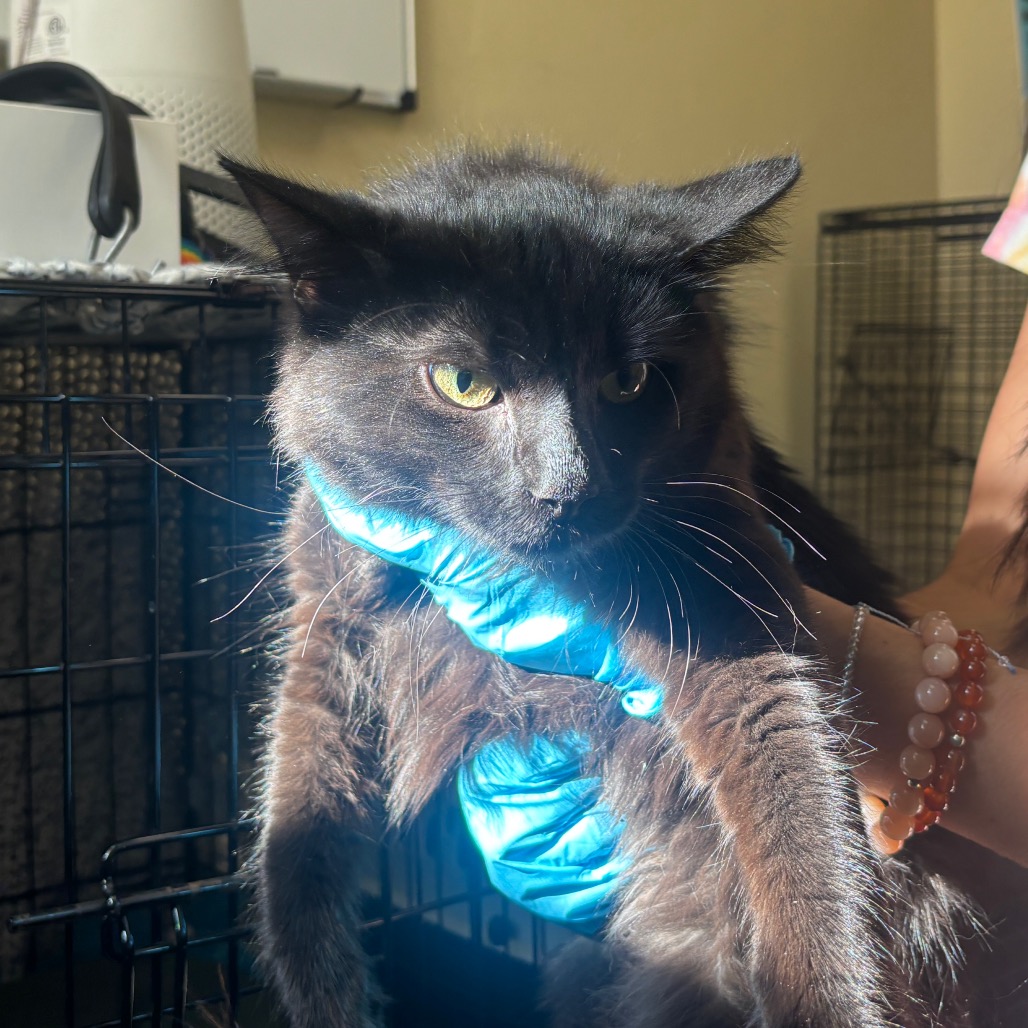Shelter Stray Male Cat last seen , 361 S Raymond Ave, Pasadena, CA 91105, USA