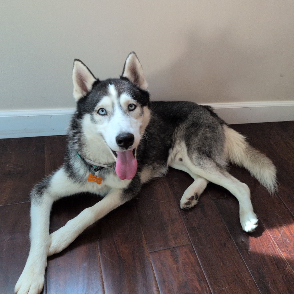 Shelter Stray Male Dog last seen , 361 S Raymond Ave, Pasadena, CA 91105, USA