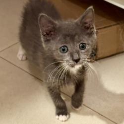 Shelter Stray Female Cat last seen , 3607 N Armenia Ave, Tampa, FL 33607, USA