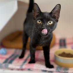 Shelter Stray Female Cat last seen , 8020 Washington St, Port Richey, FL 34668, USA