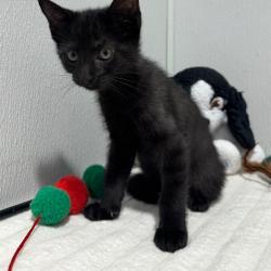 Shelter Stray Female Cat last seen , 3607 N Armenia Ave, Tampa, FL 33607, USA