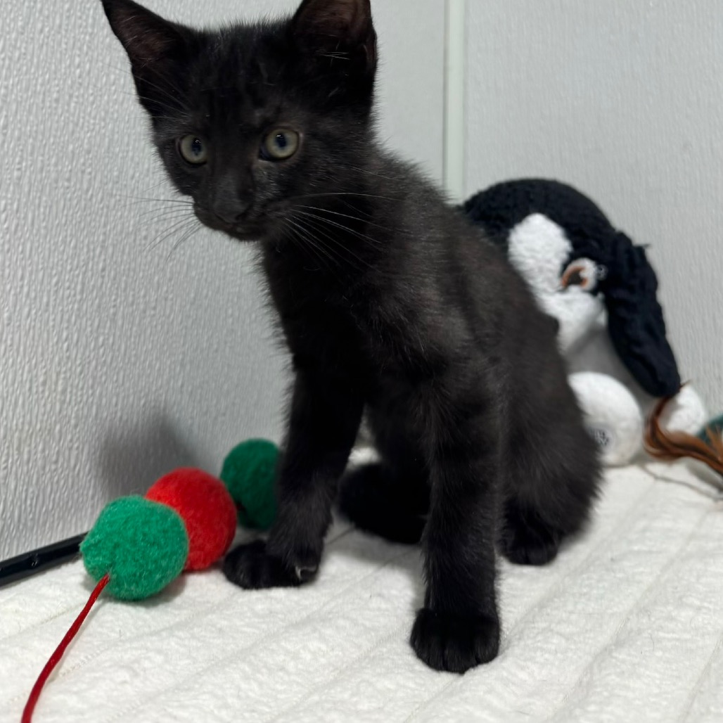 Shelter Stray Female Cat last seen , 3607 N Armenia Ave, Tampa, FL 33607, USA
