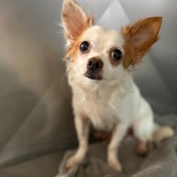 Shelter Stray Male Dog last seen , 8020 Washington St, Port Richey, FL 34668, USA