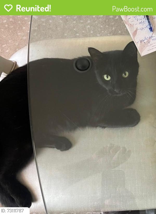 Reunited Male Cat last seen Near hillcrest and Byers , 76107, Fort Worth, TX 76107