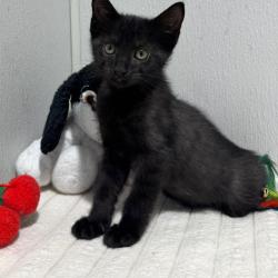 Shelter Stray Male Cat last seen , 3607 N Armenia Ave, Tampa, FL 33607, USA