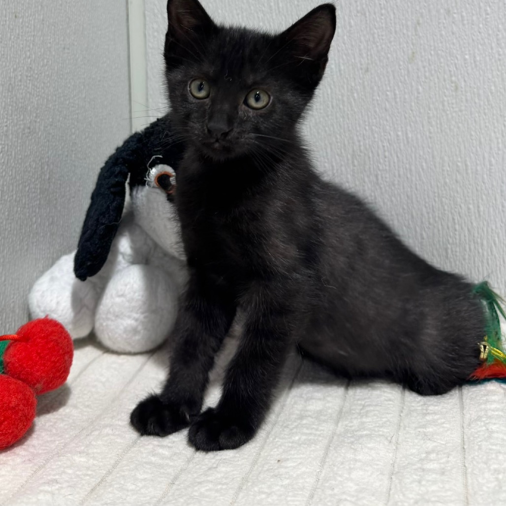 Shelter Stray Male Cat last seen , 3607 N Armenia Ave, Tampa, FL 33607, USA