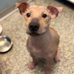 Shelter Stray Unknown Dog last seen , 8020 Washington St, Port Richey, FL 34668, USA