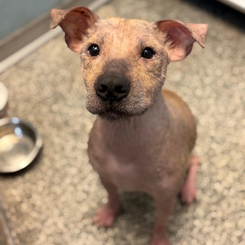 Shelter Stray Unknown Dog last seen , 8020 Washington St, Port Richey, FL 34668, USA