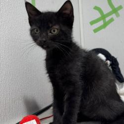 Shelter Stray Female Cat last seen , 3607 N Armenia Ave, Tampa, FL 33607, USA