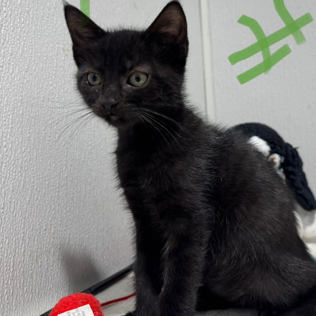Shelter Stray Female Cat last seen , 3607 N Armenia Ave, Tampa, FL 33607, USA