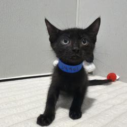 Shelter Stray Male Cat last seen , 3607 N Armenia Ave, Tampa, FL 33607, USA