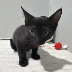 Shelter Stray Male Cat last seen , 3607 N Armenia Ave, Tampa, FL 33607, USA