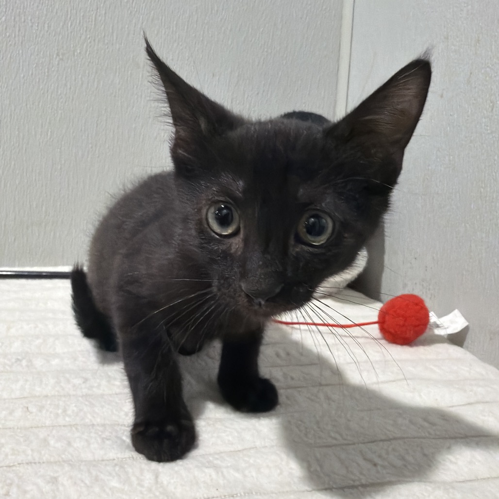Shelter Stray Male Cat last seen , 3607 N Armenia Ave, Tampa, FL 33607, USA