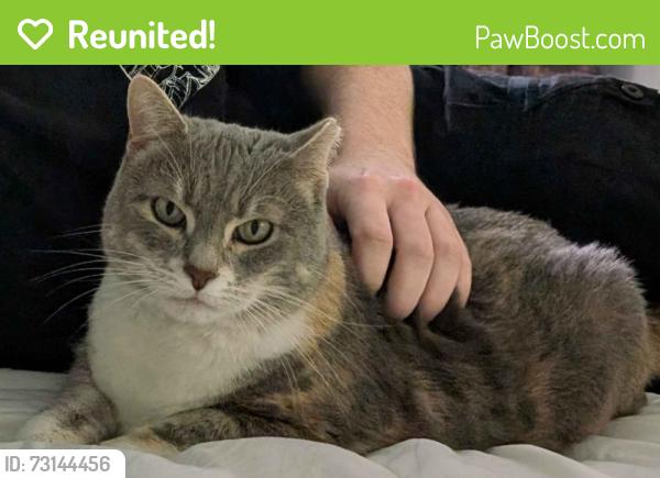 Reunited Female Cat last seen Near Spectrum 1, San Antonio, TX 78230, San Antonio, TX 78230