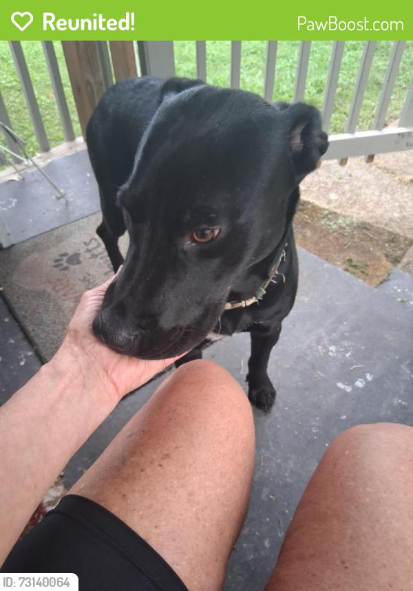 Reunited Female Dog last seen Clemons Road behind post office, Chattanooga, TN 37412