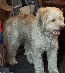 Lost Male Dog last seen Greenville/Sunflower, Greenville, SC 29601
